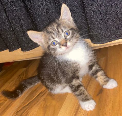 Free kitten to good home. Individuals & rescue groups can post animals free." - ♥ RESCUE ME! ♥ ۬ ... Junebug is an affectionate and spunky brown tabby in need of a loving home. She is good with other cats and. 
