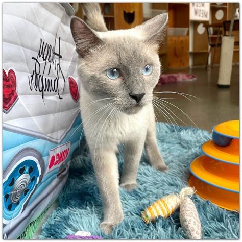 Meow! Why buy a kitten for sale if you can adopt and save a life? Look at pictures of kittens in New Britain, Connecticut who need a home.. 