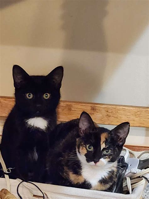 $1.00 free kittens to a good home for sale in Sunset, UT on KSL Classifieds. View a wide selection of Cats and other great items on KSL Classifieds.. 