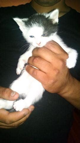 craigslist. Pets "free kittens" in Jacksonvil