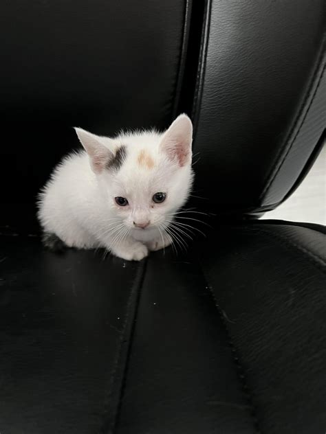 Free kittens rockingham.  Lost & Found cats.  Buy and sell almost anything on Gumtree classif...
