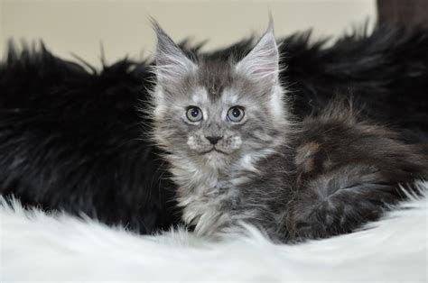 Free maine coon kittens for adoption near me. Maine Coon · Fort Lauderdale, FL. Beatrice and her bonded younger sister, Cymbeline, lived happily for years with their beloved adopter. Unfortunately he recently passed away, leaving the girls in search of a new home together. Beatrice is 8 years young, but … more. Over 4 weeks ago on Adopt-a-Pet.com. 