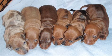 Miniature Short haired Dachshunds • Highest Standards • Extensive socialization as Puppy's • Trusted • Healthy dogs In home & outside on our Organic Farm Animal Health, temperament and type are of prime importance to me Your Puppy comes home with a stunning Puppy Pack, which includes a Blanket, Toys, Vet Book & a supply of Royal …. 