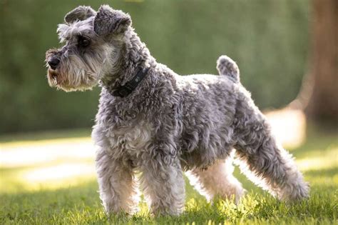 Free miniature schnauzers.  For example, you might receive a voucher through th...