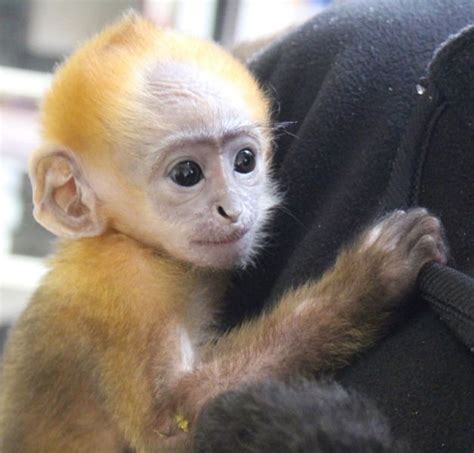 Free monkeys for adoption. Free monkeys for adoption is on Facebook. Join Facebook to connect with Free monkeys for adoption and others you may know. Facebook gives people the power to share and makes the world more open and... 