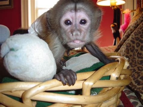 Free monkeys for sale. FREE Marmoset Monkeys ready for adoption contact ( xxx) xxx - xxx 2. $300 Imperial, Pennsylvania Spider Monkey Animals. Awesome Finger Marmosets Available For … 