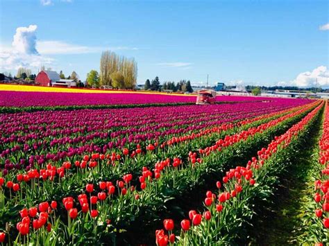 Free national park entrance, tulip festival, plus 8 things to do this weekend