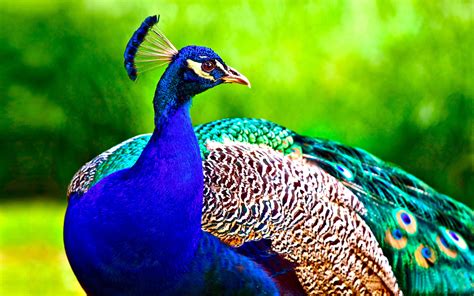 Free peacock. 
