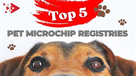 Free pet chip registry. Things To Know About Free pet chip registry. 