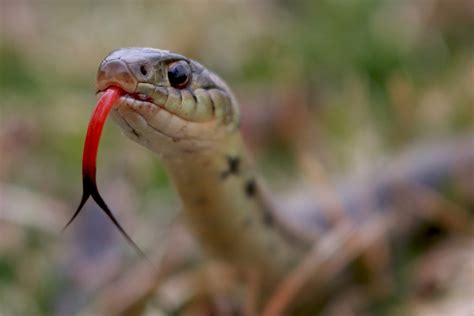 Free photo Black snake Animal, Nature, Tongue Free Download Jooinn