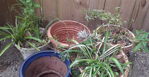 craigslist Free Stuff "free plants" in Tampa Bay Area. see also. Free Spider Plants. $0. Lutz Harbor Breeze Ceiling Fan. $0. hillsborough co Saw Palmetto Plants .... 