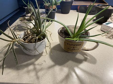 Free plants on craigslist. 2 Large Black Planters With Mature Flowering Plants - Excellent Condit. 2/24 · Carlsbad - Bressi Ranch. $40. hide. • • •. Nintendo switch games Mario Plants Zombies. 2/24 · east san diego county. $15. hide. 