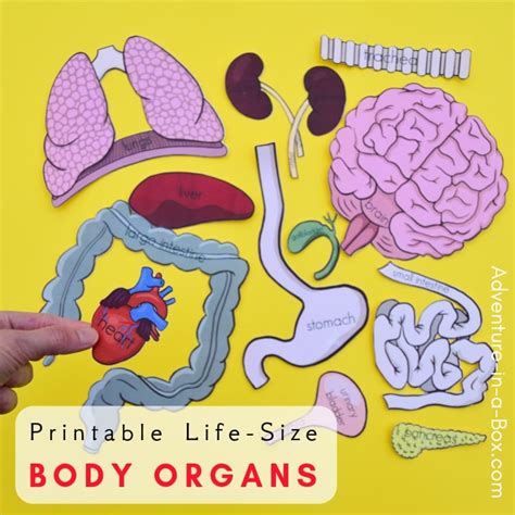 Free printable human body.  Layer Life Size Printable Human Body Organs - Fre...