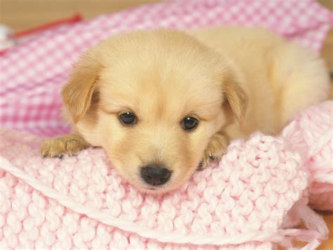 Free puppie. Our puppies have been welcomed into homes with special needs and become great therapy companions. Our puppies leave with first vaccination microchipping worming at 2,4,6,8 weeks vet check and pedigree papers from Dogs NSW on … 