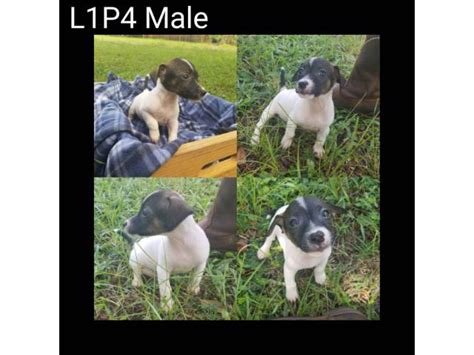 Search results for: Boston Terrier puppies and dogs for sale near Brooksville, Florida, USA area on Puppyfinder.com Boston Terrier Puppies for Sale near Brooksville, Florida, USA, Page 1 (10 per page) - Puppyfinder.com. 