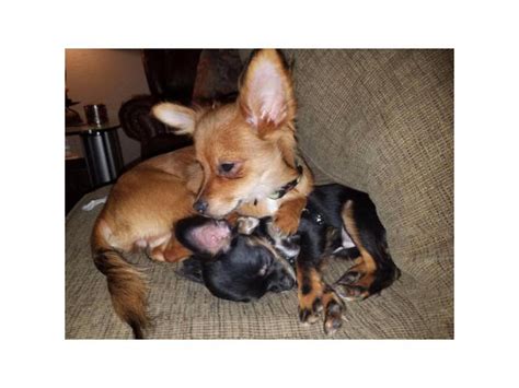 Free puppies in arlington tx. Chihuahua shelters & rescues in Arlington, Texas. There are animal shelters and rescues that focus specifically on finding great homes for Chihuahua puppies in Arlington, Texas. Browse these Chihuahua rescues and shelters below. 