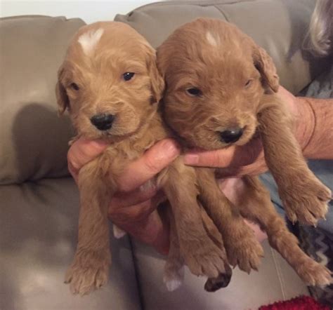 Silver Hill Farm, Fayetteville, Arkansas. 1,363 likes. Welcome to Silver Hill Farm! We have puppies! We specialize in breeding Goldendoodles, Cavapoos, Etc.. 