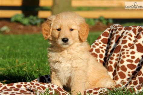 Apr 1, 2023 · Pets for Sale in Parkersburg, WV (1 - 15 of 735) $2,500 Puppy Bulldog ... Free Puppies Soon Labrador Retriever ... . 