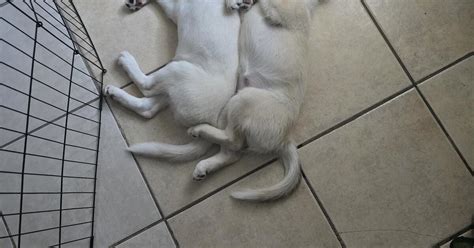 Free puppies in san bernardino. .  ...