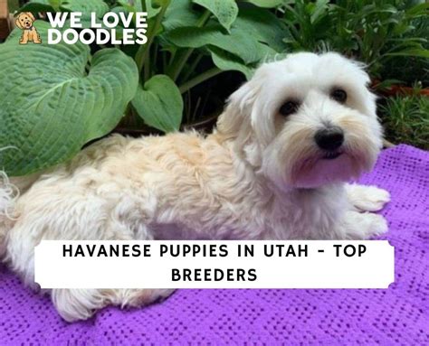 Free puppies in utah. The Humane Society of Utah has already facilitated more than 1,500 adoptions in 2023 — including 708 cats, 696 dogs, 44 guinea pigs, two hamsters and a bird — but … 