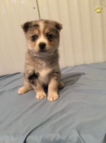 Rott/shep mix · Shepherdsville · 5/30. Husky · Shepherdsville · 5/30 pic. Aussie · Shepherdsville · 5/30 pic. French Bulldog Puppy · Highlands · 5/30 pic. CHIHUAHUA PITBULL TERRIER BABIES · Louisville ky · 5/30 pic. Looking for a rat terrier puppy · Louisville · 5/30. African side neck Turtle · New Albany · 5/30 pic.. 