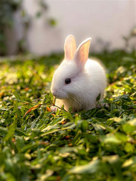 Free rabbit porn reviews. .  ...