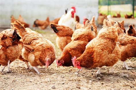 Free range chicken. Meat. Free-range poultry must meet legal requirements. The RSPCA states that chickens must have a defined amount of space (no more than 13 birds a square metre), be 56 days old before they are ... 