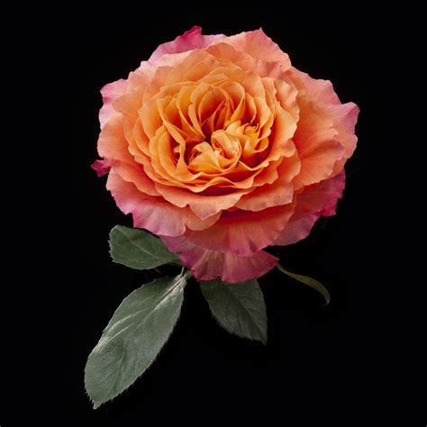 Free spirit rose. A FREE-SPIRIT DOZEN Rose Arrangement. A FREE-SPIRIT DOZEN. Shown at $85.00*. 