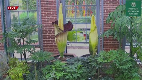 Free viewing of 'corpse flower' starts today at Missouri Botanical Garden