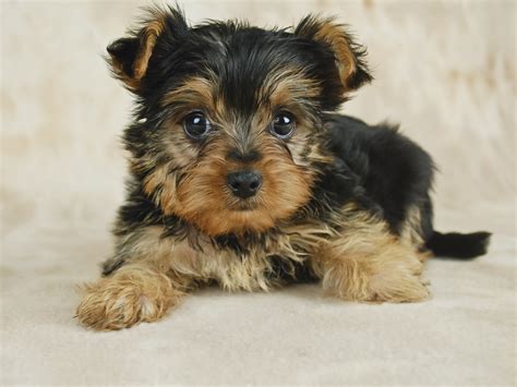 Cute and tiny, the Yorkie Chon has an aver