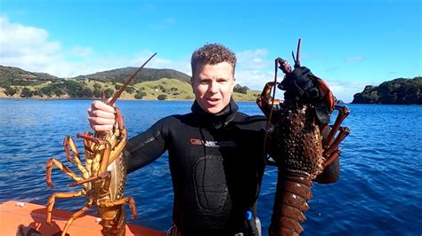 Freediving for Huge Lobster (Crayfish) in New Zealand!