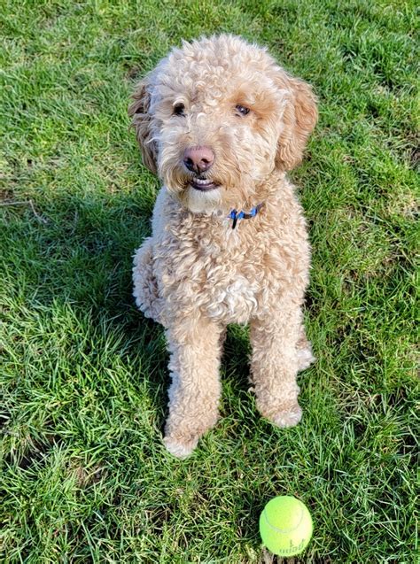 Freedom Labradoodles is proud to introduce, Annie (ALAA-069310), who has recently had a summer litter with Blue Star’s Gift from Heaven, AKA Gabriel (ALAA-075123). Litter Details: 7 Medium sized, Multigen Labradoodle puppies; 2 Males, and 5 Females; Meet the Mom: Freedom’s “Annie” – ALAA – 069310.. 