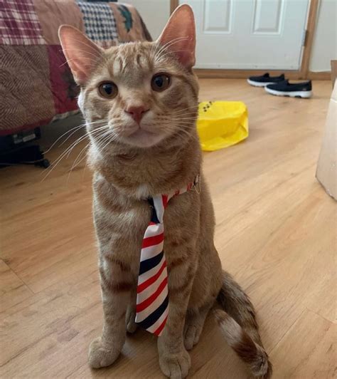 Freekittycontent Onlyfans Leaked [HD] 🔥