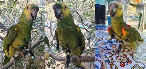 😈 Freeparrot Leaked XxX