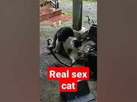 HQ Animal Sex Tube: Zoo Porn Videos Added Daily. 1:38 568. Young whore is being fucked by a dog. Dogs, Fucking, Whores. 4:52 306. Very playful doggy and a nice young gf. Doggy, Dogs. 3:58 246. She gets fucked in front of an audience.. Freesex with animals