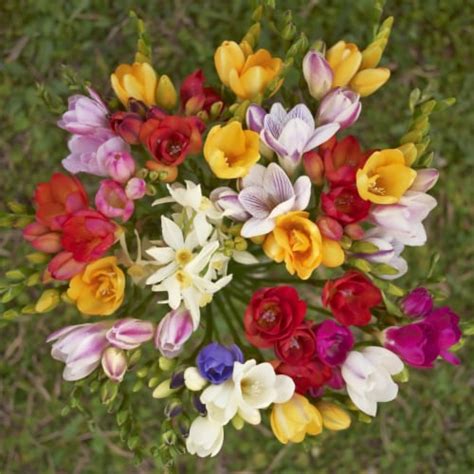 Freesia Mixed Flower Bulbs - Vibrant, Colorful, Fragrant Flowers