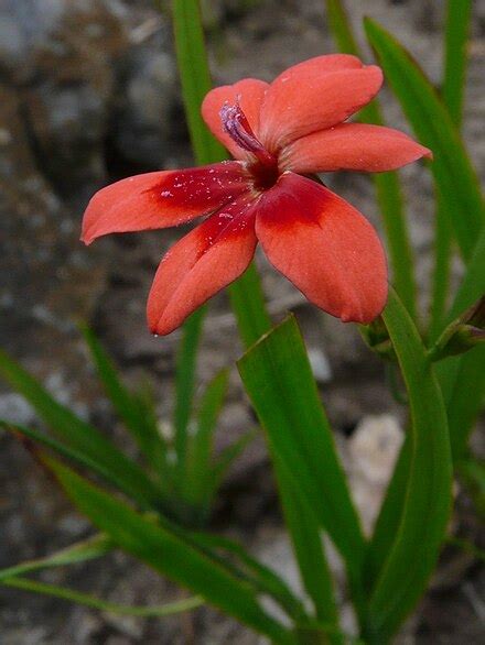 Freesia laxa - Wikipedia