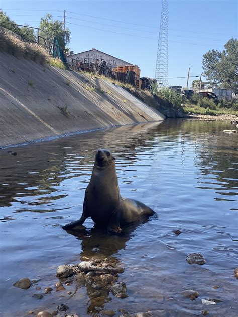 Freeway, the SeaWorld sea lion fond of roaming San Diego's roads, has died