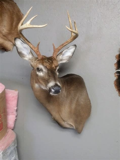 Freezeing a deer head Taxidermy.net Forum