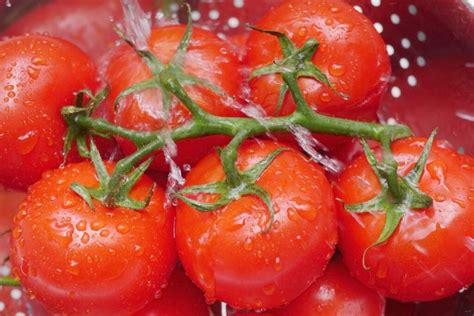 Freezing whole tomatoes. Gently rub the tomatoes under cold running water to clean off any soil. Don’t use any detergents. After washing, remove and discard the stem scar and tough core. 