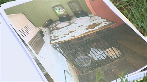 Fremont: Police find dozens of cats, some dead, at home of suspected animal hoarder