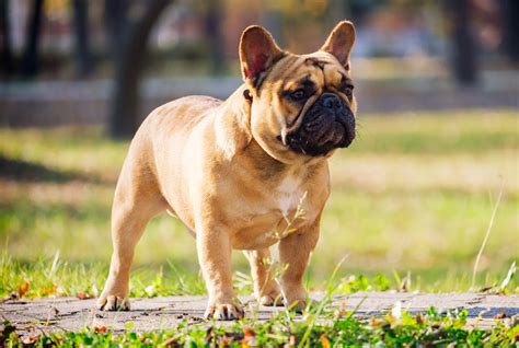 French Bulldog - pedigreedatabase.com