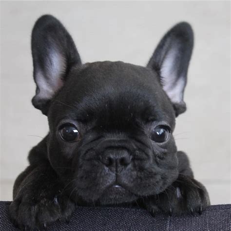 French Bulldog Black Puppy
