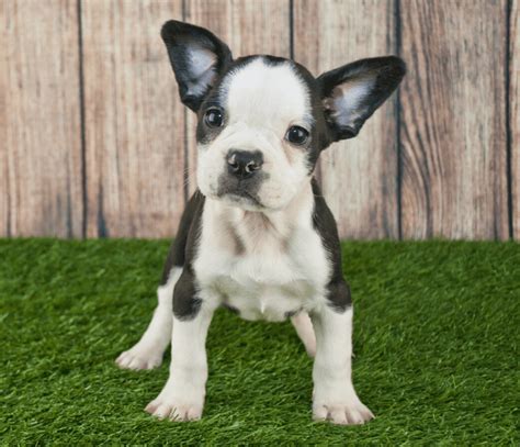French Bulldog Boston Terrier Mix Puppies For Sale In Ohio