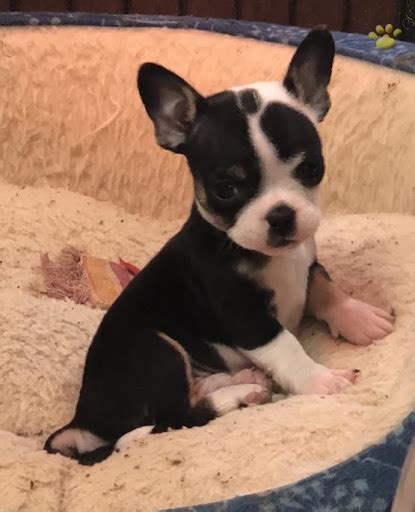 French Bulldog Chihuahua Mix Puppies For Sale