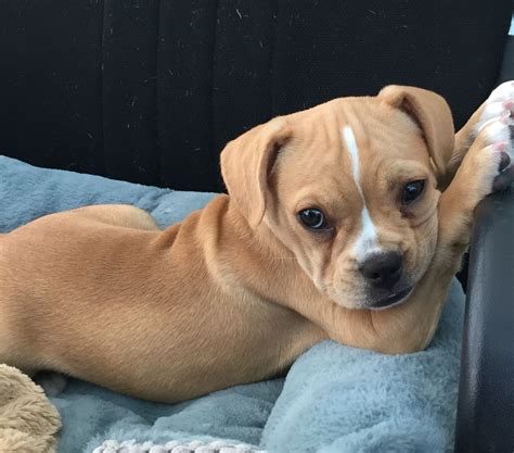 French Bulldog Cross Beagle Puppies For Sale