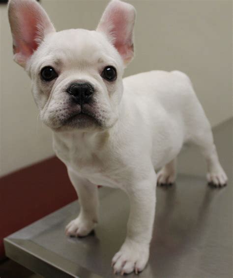 French Bulldog Cross Chihuahua Puppies For Sale