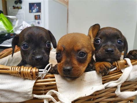 French Bulldog Cross Dachshund Puppies For Sale