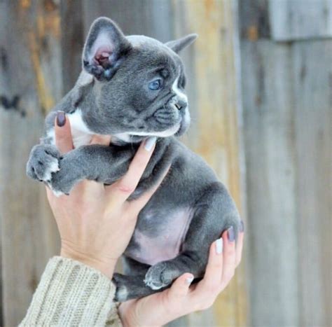 French Bulldog Essentials- What Do I Need For My Puppy?