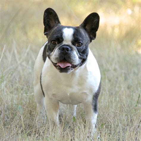 French Bulldog Health Problems to Consider Before You Adopt A Frenchie may have several health problems at once or none at all, but the following are some of the most common French Bulldog health problems you might come across: 1